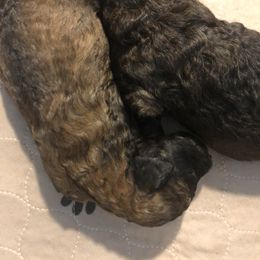 Poodle Puppies from Tails Up Standard Poodles