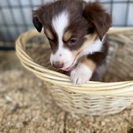 Toy Australian Shepherd Puppies from Lone Oak Aussies