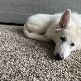 Berger Blanc Suisse Puppies from Nasha Comanda White Swiss Shepherds