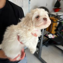Havanese Puppies from Havanese Puppies of the Northshore