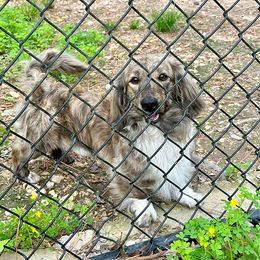Blueberry - Dachshund