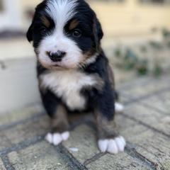 Mashed Potato - Black rust and white male Bernese Mountain Dog puppy in Fountain, North Carolina from Stargirl Bernese Mountain Dogs