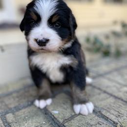 Mashed Potato - Black rust and white male Bernese Mountain Dog puppy in Fountain, North Carolina from Stargirl Bernese Mountain Dogs