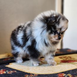 Pomeranian Puppies from POMS OF CBBK
