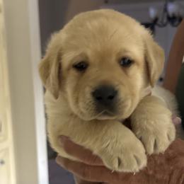 Male 1 - Yellow male Labrador Retriever puppy in Catawba, North Carolina from Raising Hope Labradors