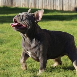 Pink - French Bulldog