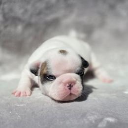 Pied boy - Fawn and white male French Bulldog puppy in Polk City, Florida from Best Friend Frenchies, LLC
