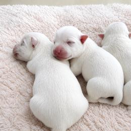 Boy - White male West Highland White Terrier puppy in Mcneal, Arizona from Olympian Giant Schnauzers and Westie’s!