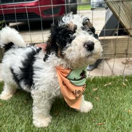 Stud Muffin - Tri-color male Bernedoodle puppy in Camden, North Carolina from Oopsie Doodles of NC