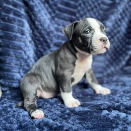 Rogue - Black tri-color female American Bully puppy in Purdy, Missouri from Shotgun Pups