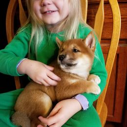 Shiba Inu Puppies from Tired Iron Shibas