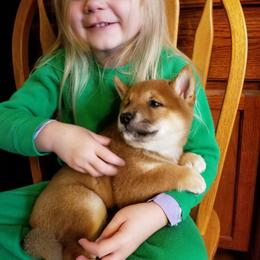 Shiba Inu Puppies from Tired Iron Shibas