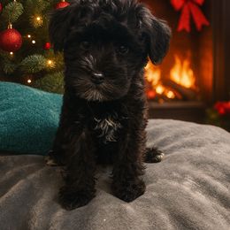Girl 1 - Black female Miniature Schnauzer puppy in New Bern, North Carolina from DJS Delightful Miniature Schnauzers