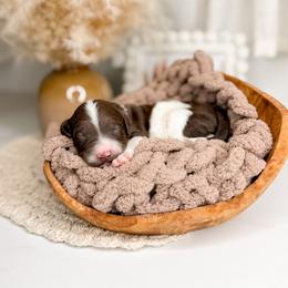 Mousse - Parti male Goldendoodle puppy in Ooltewah, Tennessee from Allison Family Doodles