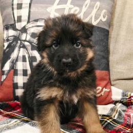 Girl 2 - Black and red female German Shepherd puppy in Sumner, Iowa from Vom Wilke Kennels