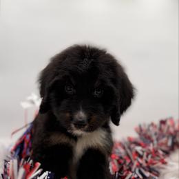 Rocky - Tri-color male Bernedoodle puppy in Ocala, Florida from Bernedoodles of Florida