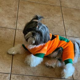 Sito - Shih Tzu