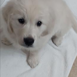 Bentley - Light golden male Golden Retriever puppy in Fowlerville, Michigan from Gratz Kennels