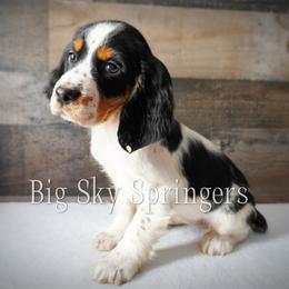 Girl 3 - Black white and tan female English Springer Spaniel puppy in Great Falls, Montana from Big Sky Springers