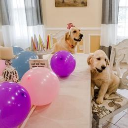 Cavalier King Charles Spaniel and Golden Retriever Puppies from SelahGold