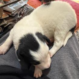 Black and white Boy 1 - Black and white male Border Collie puppy in Jackson, New Jersey from NJ Bees BC