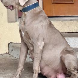 Mina - Great Dane