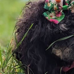 Poodles from Horse Creek Valley Ranch