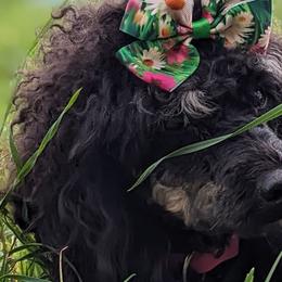 Poodles from Horse Creek Valley Ranch