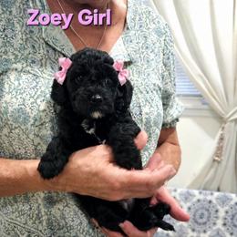 Zoey - Black female Poodle puppy in Daytona Beach, Florida from Beach Doodles
