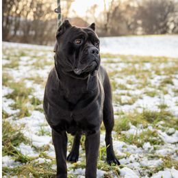 Indy - Cane Corso