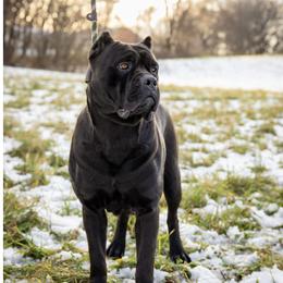 Indy - Cane Corso