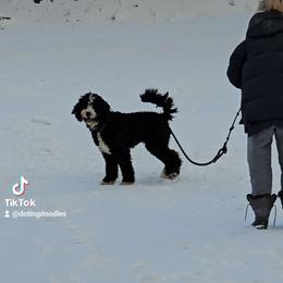 Bentley - Bernedoodle