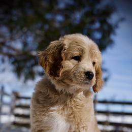 Orzo - Cream male Goldendoodle puppy in Mc Arthur, California from California Golden Love