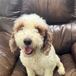 Piper - Goldendoodle