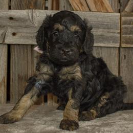 Light Pink Collar - Phantom female Goldendoodle puppy in Macedon, New York from Toodles Goldendoodles