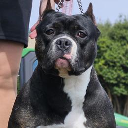 American Bully puppies from Deuce's Den