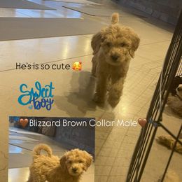 🤎BLIZZARD Available Brown Collar Male 10 WEEKS OLD🤎 - Goldendoodle puppy from Lyon and Luna Goldendoodles Bernedoodles
