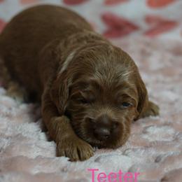 Teeter - Red female Australian Labradoodle puppy in Fontana, California from Glory Labradoodle’s