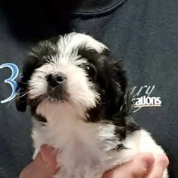 Roxy (Lt Pink) - Piebald female Morkie puppy in Martin, Tennessee from Danza Bolo