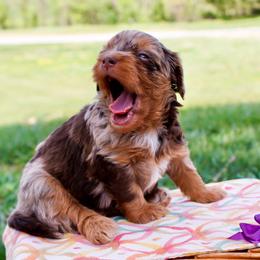 Piper's Red Merle Girls - Red merle female Aussiedoodle puppy in Burkesville, Kentucky from Bline’s Awesome Aussies & Doxies at the Bline Family Farm