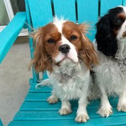 Cavalier King Charles Spaniels from Stoney Creek Ranch