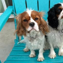 Cavalier King Charles Spaniels from Stoney Creek Ranch