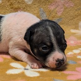 Cranberry - White and black female American Hairless Terrier puppy in Phoenix, Arizona from Bare Valley