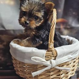 Pomeranian and Yorkshire Terrier Puppies from Pam Ackley