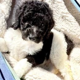 Atlas - Parti male Poodle puppy in Meadowbrook, California from Standard Poodle Pups