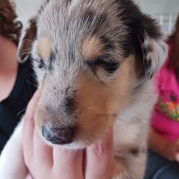 Kaleidoscope (Blue Girl 4) - Blue merle white and tan female Collie puppy in Nunn, Colorado from Kingsgift Collies