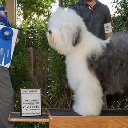 Old English Sheepdogs from Bear Dance OES
