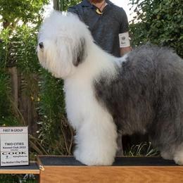 Old English Sheepdogs from Bear Dance OES