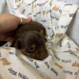 Brownie - Chocolate, tan and white male Yorkshire Terrier puppy in Illinois from Pretty Little Yorkies