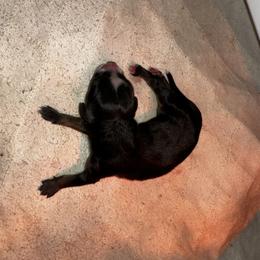 Belén - Black tri male Miniature Australian Shepherd puppy in Asheboro, North Carolina from Stellar Aussies